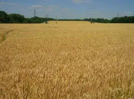 Зображення для оголошення Куплю отход овсяного, ячменного, пшеничного производства, шелуху