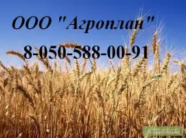 Зображення для оголошення Головневые, синегузочные и проросшие: пшеницу, кукурузу