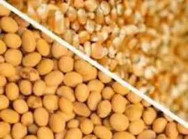 Зображення для оголошення Приймаємо відходи кукурудзи