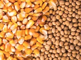 Зображення для оголошення Куплю сою половинки