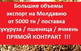 Зображення для оголошення ЗАКУПКА на Молдову от 5000 т = Пшеница = Ячмень = Кукуруза