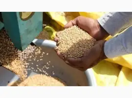 Зображення для оголошення Куплю зерновідходи зернових