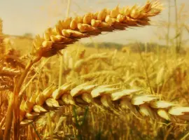 Зображення для оголошення Куплю зернові