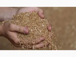 Зображення для оголошення Постійно закуповуємо зерновідходи
