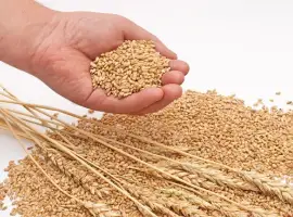 Зображення для оголошення Закупаем влажную кукурузу