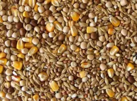 Зображення для оголошення Куплю отходы кукурузы, подсолнечника, сои, пшеницы, ячменя, проса