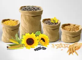 Зображення для оголошення Куплю кукурудза, соя, пшениця, соняшник