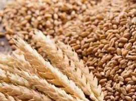 Зображення для оголошення Куплю зерновідходи