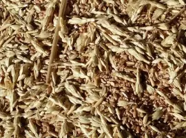 Зображення для оголошення Куплю отходы кукурузы, пшеницы, сои, подсолнечника, ячменя, проса