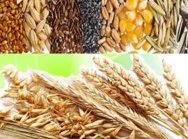 Зображення для оголошення Закупаем отходы кукурузы, пшеницы, сои, подсолнечника