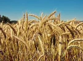 Зображення для оголошення Куплю відходи зернові, відходи олійні, відходи бобові