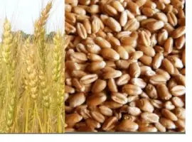 Зображення для оголошення Куплю відходи кукурудзи
