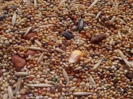 Зображення для оголошення Некондиція