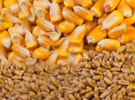 Зображення для оголошення Куплю некондиційний соняшник
