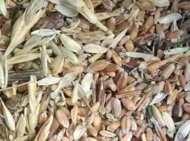 Зображення для оголошення Куплю відходи соняшника, сої, кукурудзи, пшениці