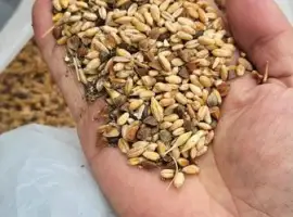 Зображення для оголошення Закуповуємо з самовивозом зерновідходи