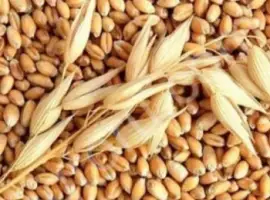 Зображення для оголошення Куплю зерновідходи кукурудзи