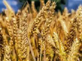 Зображення для оголошення Постійно купуємо зерновідходи