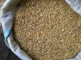 Зображення для оголошення Куплю зерновідходи