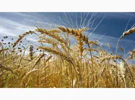 Зображення для оголошення Куплю зерновідходи