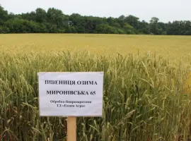 Зображення для оголошення Пшениця