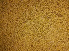Зображення для оголошення Зерно: соя, кукурудза, ячмінь куплю
