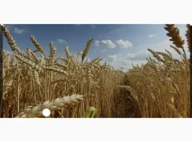 Зображення для оголошення Куплю зерно