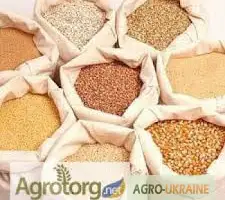 Зображення для оголошення Постійно закуповуєм кукурудзу