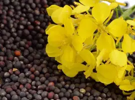 Зображення для оголошення Купуємо кукурудзу сою ріпак соняшник