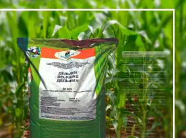 Зображення для оголошення Продам посівну кукурудзу та соняшник