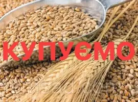 Зображення для оголошення Закуповуємо некондиційну пшеницю та кукурудзу. Пророслу, сажкову, зіпсовану із запахом