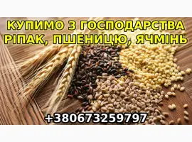 Зображення для оголошення Купим с дорого с места ячмень, рапс, пшеницу