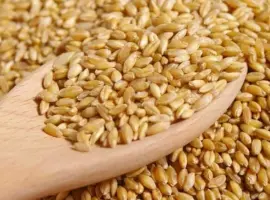 Зображення для оголошення Куплю фуражну та продовольчу пшеницю