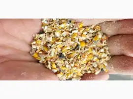 Закуповуємо некондиційну кукурдзу