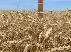 Зображення для оголошення Насіння пшениці ярої МІП Візерунок