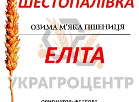 Зображення для оголошення Насіння озимої пшениці ШЕСТОПАЛІВКА Еліта 2025р