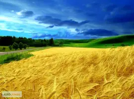 Зображення для оголошення Закупаем пшеницу