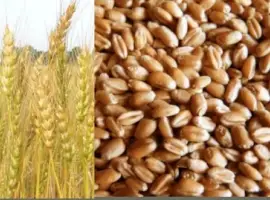 Зображення для оголошення Зерноотходы куплю. Покупаю отходы зерновых