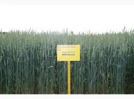 Зображення для оголошення МІП Ассоль пшениця м"яка озима