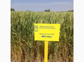 Зображення для оголошення МІП Ніка пшениця озима