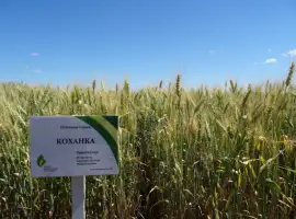 Зображення для оголошення Семена озимой пшеницы Коханка (элита)