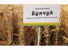 Зображення для оголошення Семена озимой пшеницы Бунчук - эл/1репр (Одесская селекция)