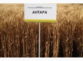 Зображення для оголошення Семена озимой пшеницы - АНТАРА