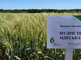 Зображення для оголошення Семена экстрасильной пшеницы Мудрость Одесская