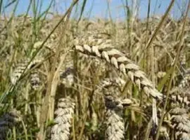 Зображення для оголошення Семена озимой пшеницы КРАПЛИНА