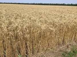 Зображення для оголошення Семена озимой пшеницы ФЕРМЕРКА