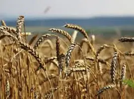 Зображення для оголошення Семена озимой пшеницы КУБУС KWS Германия