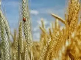 Зображення для оголошення Семена озимой пшеницы СЕЙЛОР Сингента