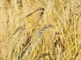 Зображення для оголошення Семена озимой пшеницы ГЛАУКУС Германия