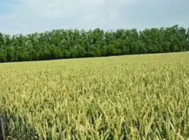 Зображення для оголошення Семена озимой пшеницы ЗАПАШНА